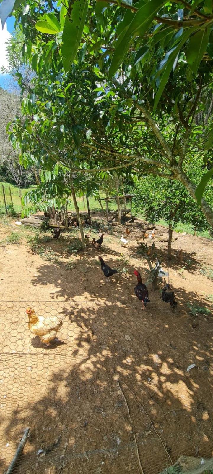 הוילה ז'וקיטיבה Sitio Saramandaia מראה חיצוני תמונה